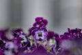 Violet garden pansy (Viola Ãâ wittrockiana), blurred gray background Royalty Free Stock Photo